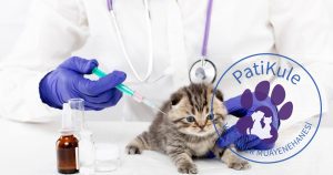 Kedi Aşısı Yapılmazsa Ne Olur?