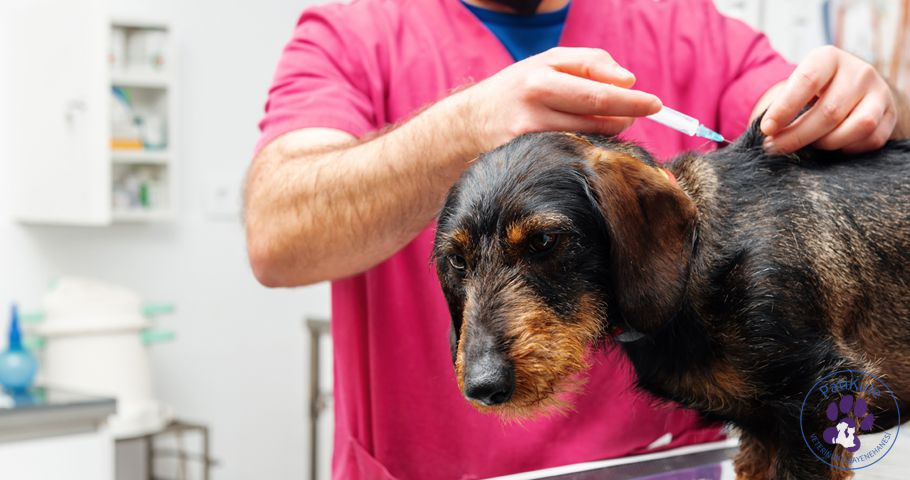 Köpeklerde Aşı Takvimi
