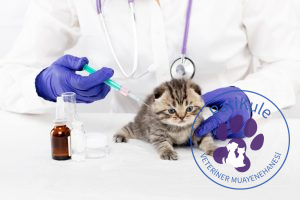 Kedilerde Aşı Sıralaması