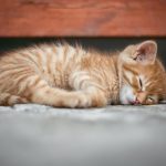 Kedilerde En Sık Görülen Hastalıklar ve Belirtileri