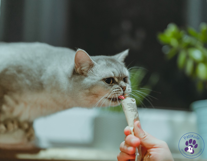 Kedilere Yedirilmemesi Gereken Besinler