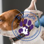 Hayvanlar İçin Aşı ve Takibi Neden Önemli