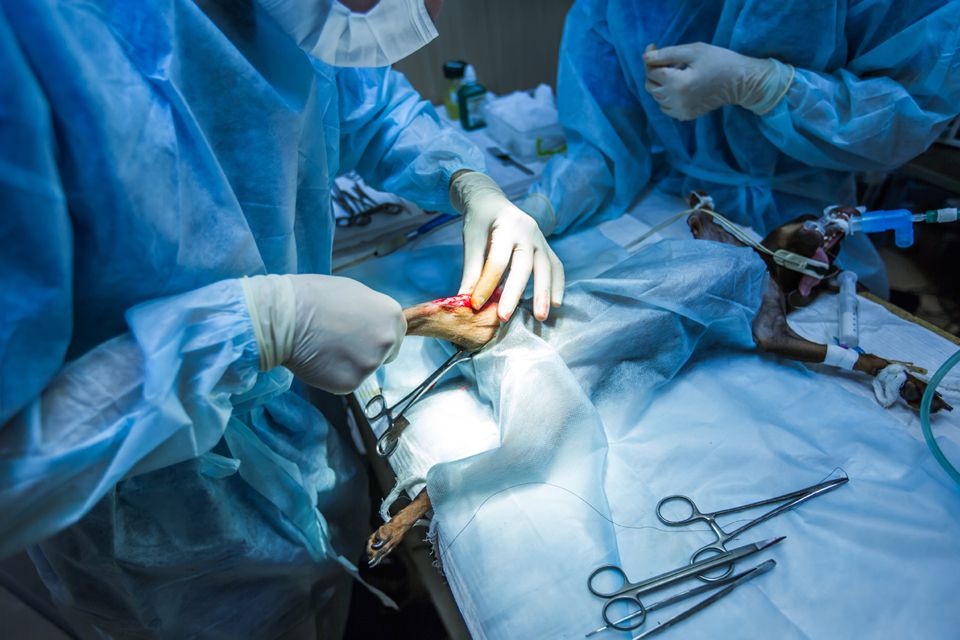 Hizmetlerimiz Genel Cerrahi Operasyonları