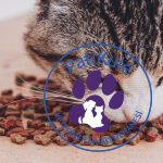 Kedi Maması Nasıl Olmalı