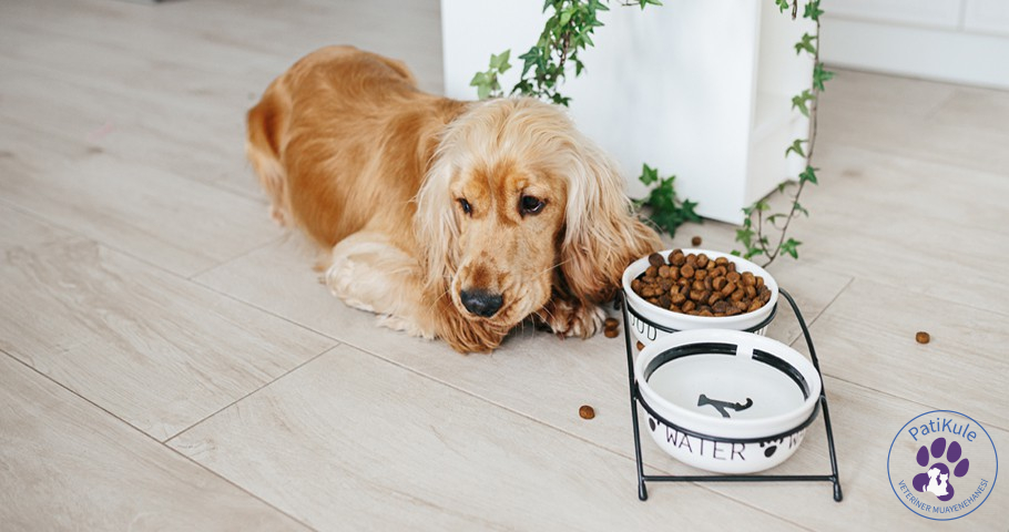 Köpeğim Mama Yemiyor