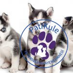 Husky Sibirya Kurdu Nasıl Bakılır?