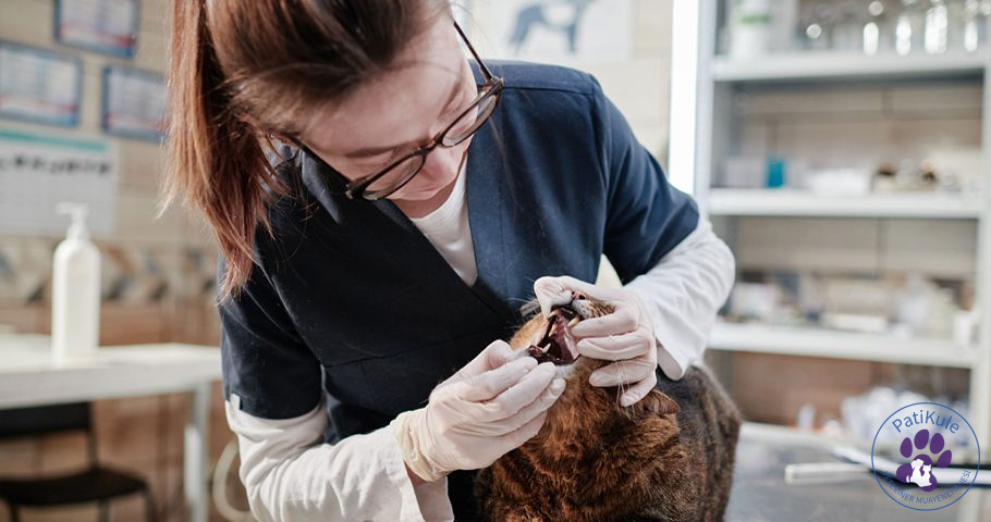 Kedilerde Kaudal Stomatit