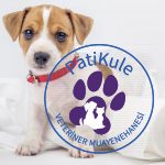 Köpeklere Tuvalet Eğitimi Nasıl Verilir?