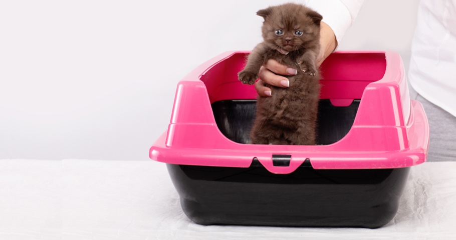 Yavru Kedilerde Tuvalet Eğitimi