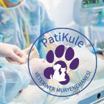 Kedi Kısırlaştırma Operasyonu