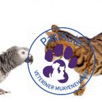 Kedi ve Kuş Birlikte Yaşar mı?