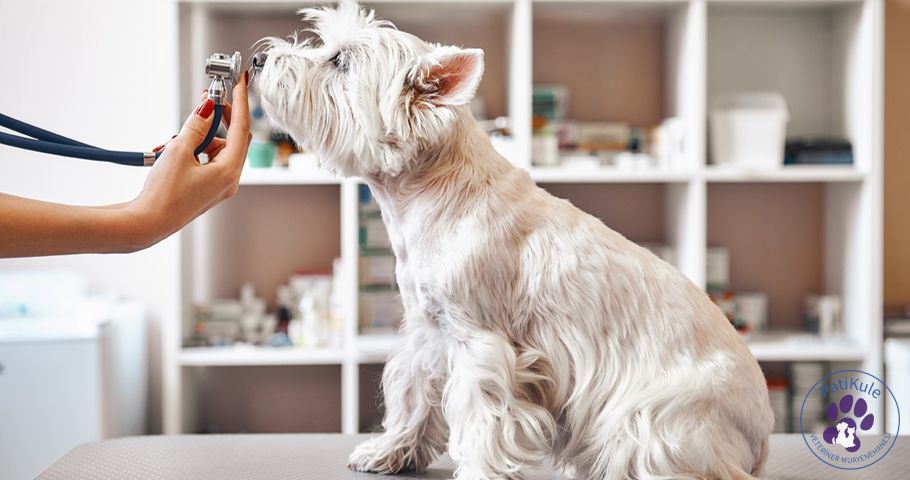 Köpek Nezlesi Neden Olur?