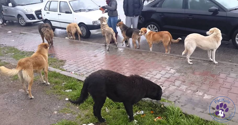 Sokak Hayvanlarına Nasıl Yaklaşılmalı?