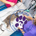 Dişi Kedi Kısırlaştırma Nasıl Yapılır?