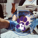 Kedilerde İç Kanama Anlama Yöntemleri