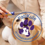 Köpek Kuaförü