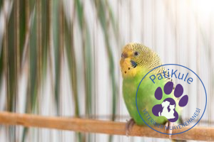 Muhabbet Kuşu Cinsiyet Ayrımı