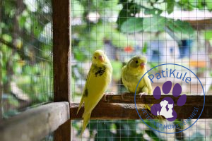 Muhabbet Kuşu ne kadar yaşar?