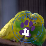 Muhabbet Kuşu Ne Yer?