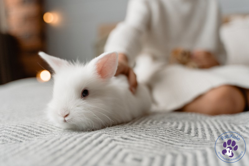 Tavşan Bakımı Zor mu?