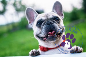 Apartmanda Evde Beslenebilecek Köpekler British Bulldog