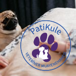 Apartmanda Evde Beslenebilecek Köpekler Pug