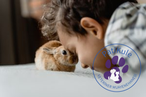 Evcil Hayvanlar ve Çocuklar