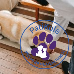 Evde Köpek Eğitmek