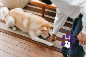 Evde Köpek Eğitmek