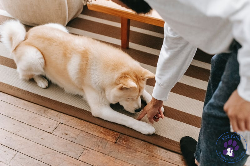 Evde Köpek Eğitmek