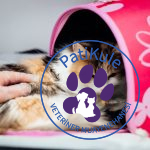 Kedilerde En Sık Görülen Hastalıklar ve Belirtileri