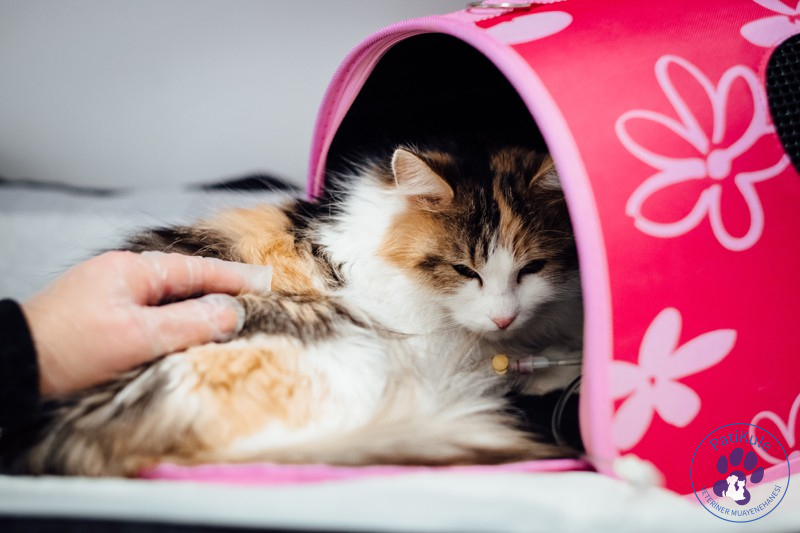 Kedilerde En Sık Görülen Hastalıklar ve Belirtileri