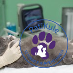 Kedi Kısırlaştırma