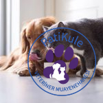 Köpek Maması Yiyen Kedi