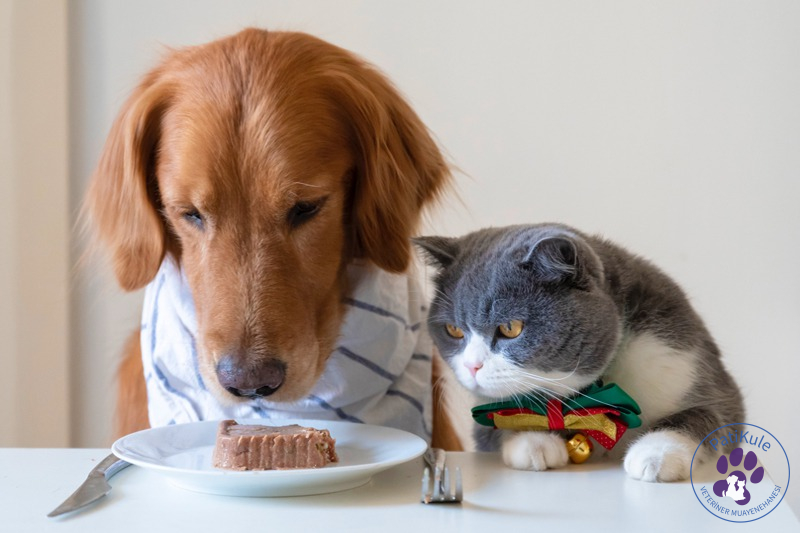 Kediler Köpek Maması Yiyebilir mi?