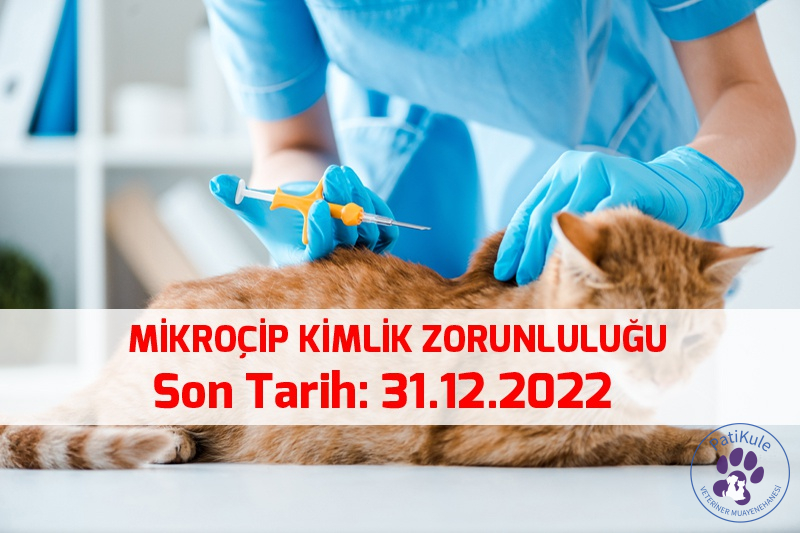 Kedilerde Mikroçip Zorunlu mu?