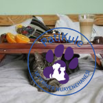 Kedilere Yedirilmemesi Gerekenler