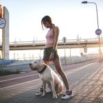 Köpekler İçin Yürüyüş Nasıl Olmalı?