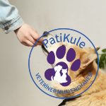 Köpekte Mama Değişimi