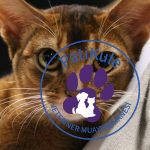 Abyssinian (Habeş) Kedisi