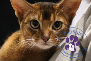 Abyssinian (Habeş) Kedisi