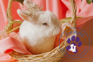 Aile Dostu Tavşanlar