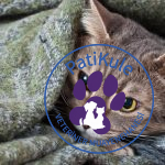 Hasta Kedi Tüy Dökülmesi