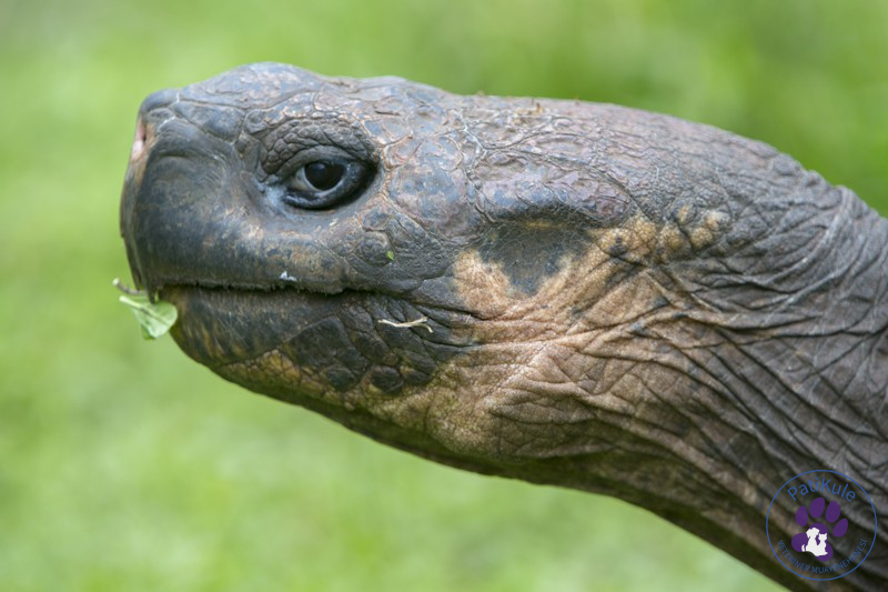 Hayvanlar Aleminde Endemik Türler