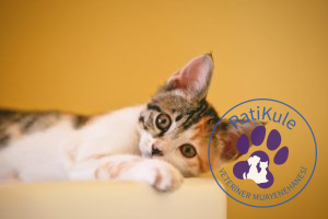 Kedilerde Bilişsel İşlev Bozukluğu