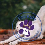 Kedilerde Hafıza Kaybı