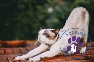 Kedilerde Hafıza Kaybı