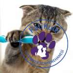 Kedilerde Diş Temizliği