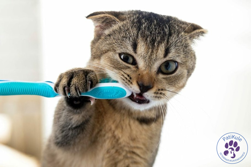 Kedilerde Diş Temizliği