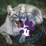 Kedim Beni Neden Isırıyor?